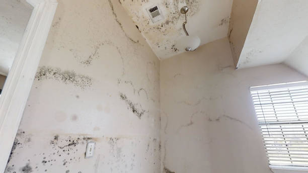Biohazard Mold Removal in Mira Monte, CA