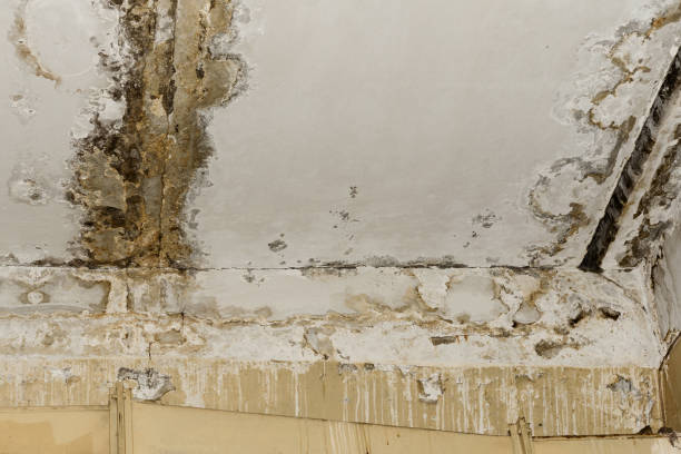 Best HVAC Mold Inspection and Cleaning  in Mira Monte, CA