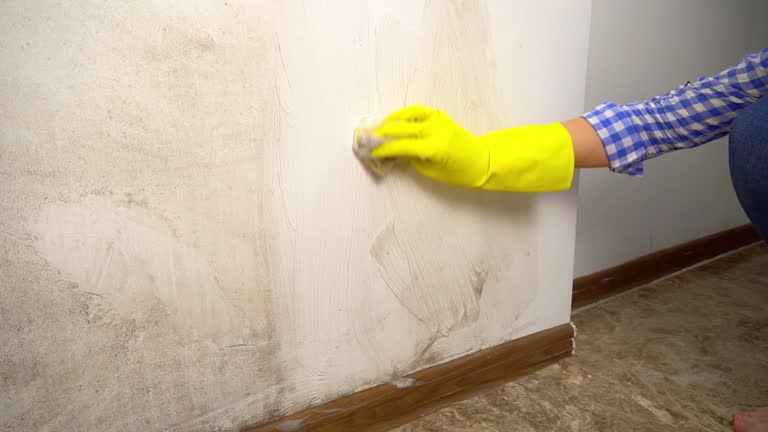 Trusted Mira Monte, CA Mold Removal Experts