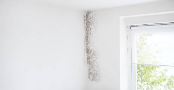 Best Commercial Mold Inspection  in Mira Monte, CA
