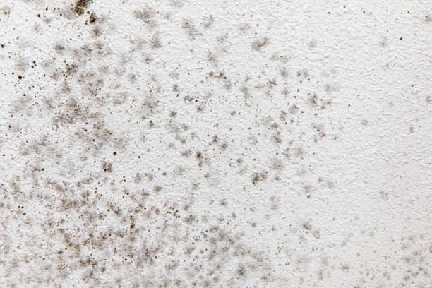  Mira Monte, CA Mold Removal Pros