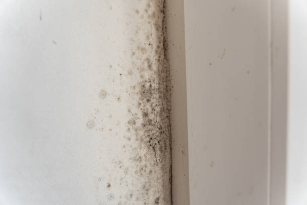 Best Mold Prevention Services  in Mira Monte, CA